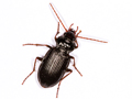 Nebria brevicollis